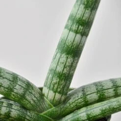 Snake Plant 'Starfish' -House Plant Shop 4 SNAKE STARFISH 2