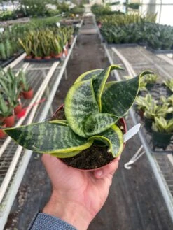 Snake Plant 'Twist' -House Plant Shop 4 SNAKE TWIST TEMP 7.18.24
