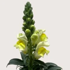 SnapDragon -House Plant Shop 4 SNAPDRAGON YELLOW 2