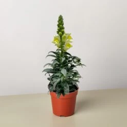SnapDragon -House Plant Shop 4 SNAPDRAGON YELLOW 1