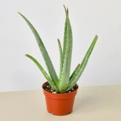Creepy Plant Bundle -House Plant Shop 4 SUCC ALOE VERA 1 aab23bd5 526b 4f3f 8a41 0ed8977681d9 1