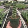 Succulent Unicorn Cactus