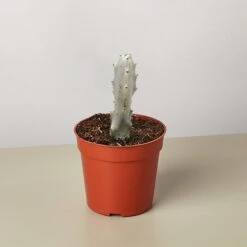 4" Succulent Euphorbia 'Dragon Bone'