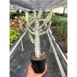 4" Succulent Euphorbia 'Dragon Bone' -House Plant Shop 4 SUCC EUPHORBIA DRAGON.BONE TEMP 12.6.23