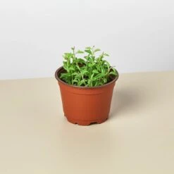 Succulent 'String Of Dolphins'