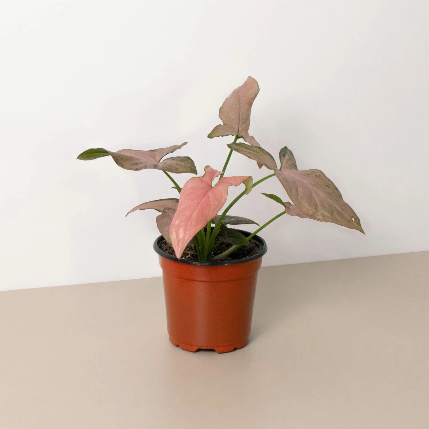 Syngonium 'Pink Splash' - 4" Pot 1 Syngonium 'Pink Splash' - 4" Pot