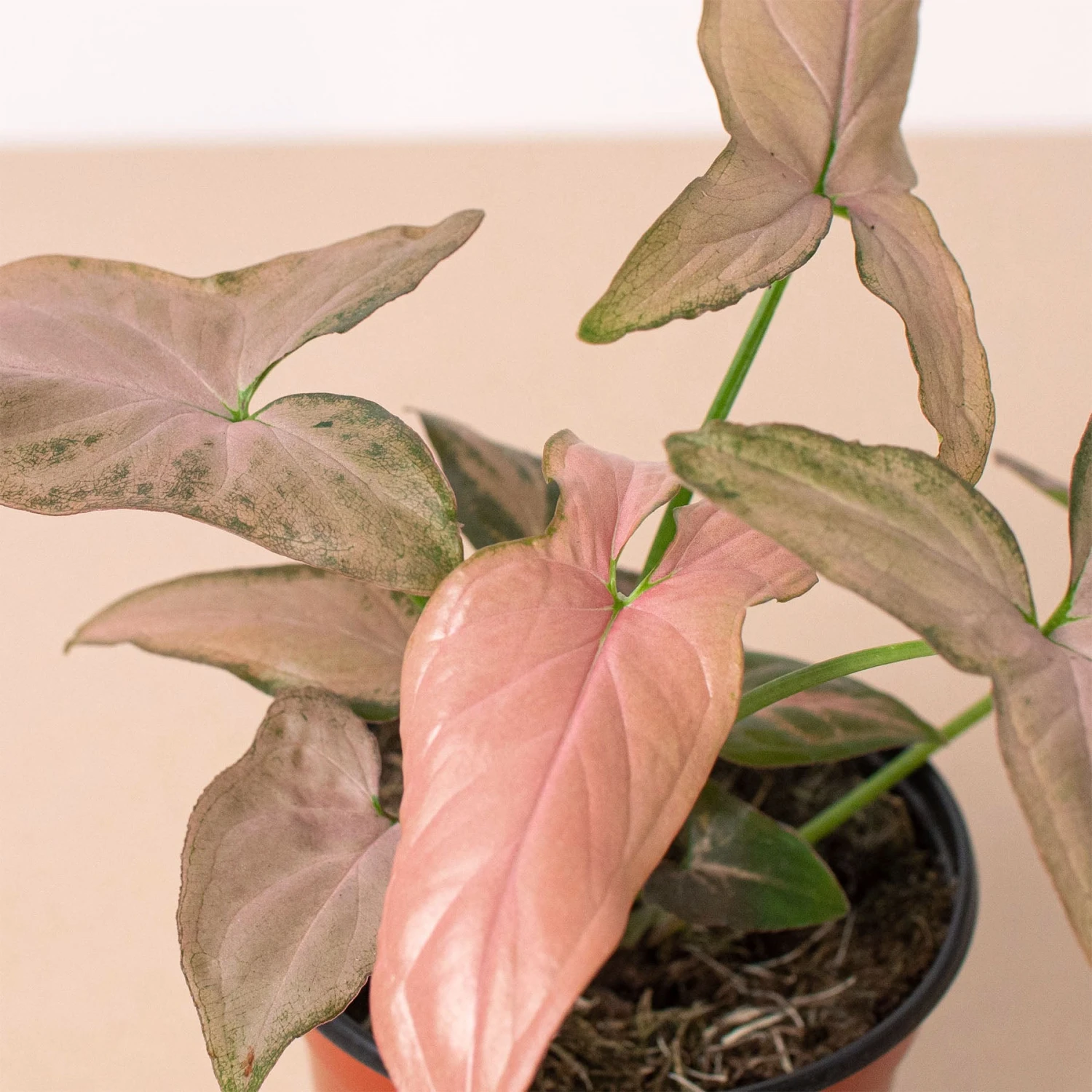 Syngonium 'Pink Splash' - 4" Pot 2 Syngonium 'Pink Splash' - 4" Pot - Image 2