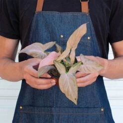 Syngonium 'Pink Splash' - 4" Pot 7 Syngonium 'Pink Splash' - 4" Pot -House Plant Shop 4 SYNGONIUM PINK.SPLASH 3