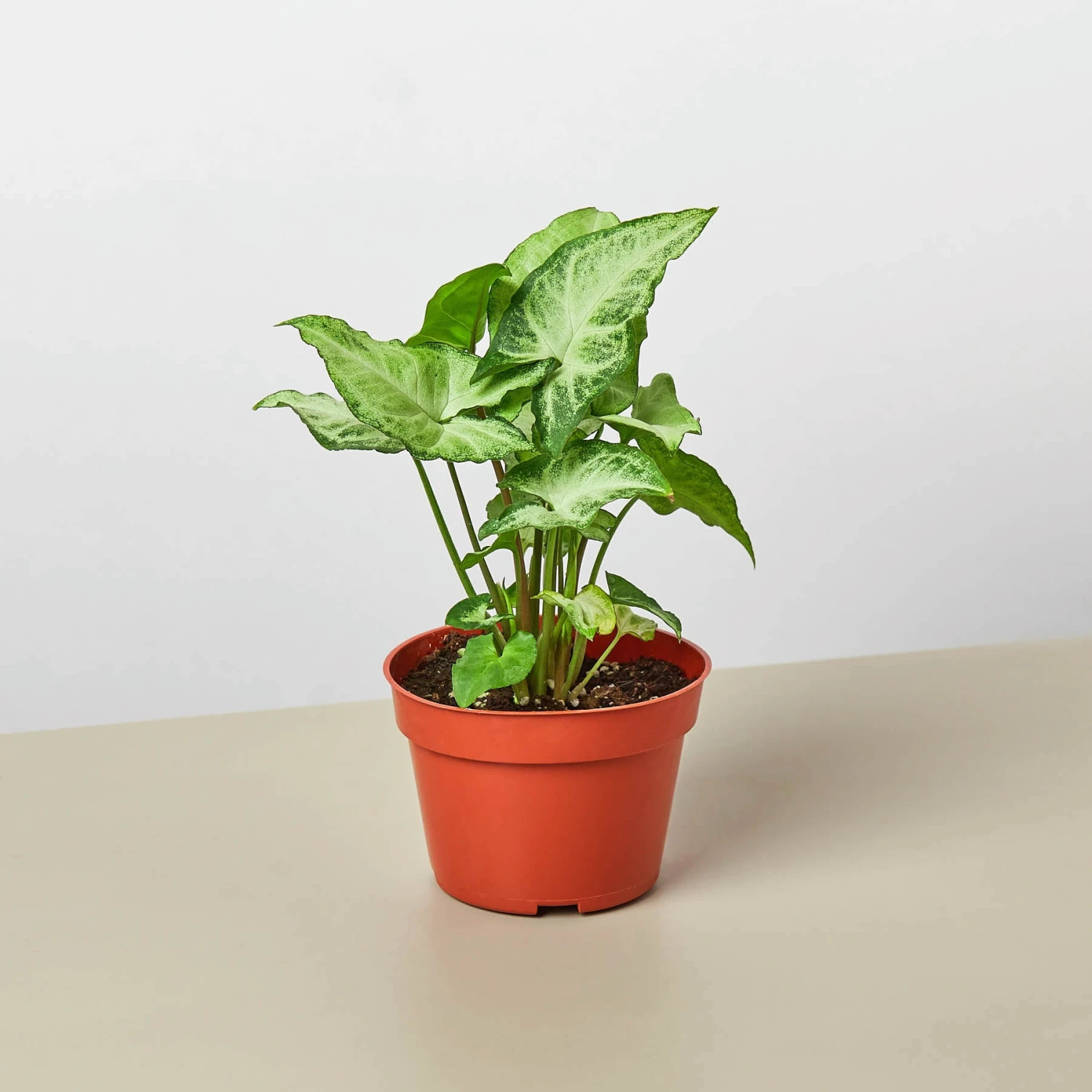 Syngonium 'White Butterfly' 1 Syngonium 'White Butterfly'