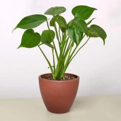 Monstera 'Split-Leaf' -House Plant Shop 4 TERRA.COTTA ECO POT MONSTERA SPLIT.LEAF