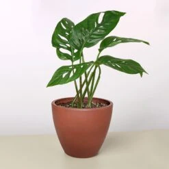Monstera Adansonii 'Swiss Cheese' -House Plant Shop 4 TERRA.COTTA ECO POT MONSTERA SWISS.CHEESE