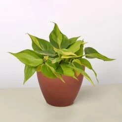 Philodendron 'Brasil' -House Plant Shop 4 TERRA.COTTA ECO POT PHILODENDRON BRASIL