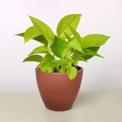 Pothos 'Neon' -House Plant Shop 4 TERRA.COTTA ECO POT POTHOS NEON