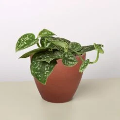 Pothos 'Satin' -House Plant Shop 4 TERRA.COTTA ECO POT POTHOS SATIN