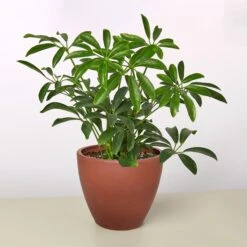 Schefflera Arboricola -House Plant Shop 4 TERRA.COTTA ECO POT SCHEFFLERA ARBORICOLA