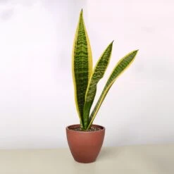Snake Plant 'Laurentii' -House Plant Shop 4 TERRA.COTTA ECO POT SNAKE LAURENTII