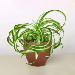 Spider Plant 'Bonnie' 19 Spider Plant 'Bonnie' -House Plant Shop 4 TERRA.COTTA ECO POT SPIDER BONNIE