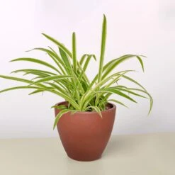 Spider Plant 'Reverse' -House Plant Shop 4 TERRA.COTTA ECO POT SPIDER REVERSE