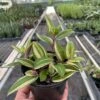 Tradescantia 'Tricolor'