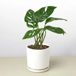 Monstera Adansonii 'Swiss Cheese' -House Plant Shop 4 WHITE CYLINDER MONSTERA SWISS.CHEESE