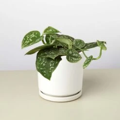 Pothos 'Satin' -House Plant Shop 4 WHITE CYLINDER POTHOS SATIN