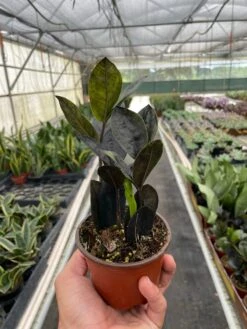 ZZ Zamioculcas 'Black Queen' -House Plant Shop 4 ZAMIOCULCAS BLACK TEMP