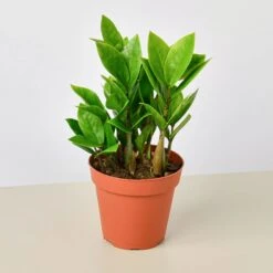Creepy Plant Bundle -House Plant Shop 4 ZAMIOCULCAS ZAMIIFOLIA 1 2586df7a 9f44 4e66 818a d2cfbd2568d8 1