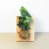 Fern Staghorn On Wood Mount