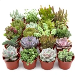Assorted Succulent Variety -House Plant Shop 4in assorted 20 pack