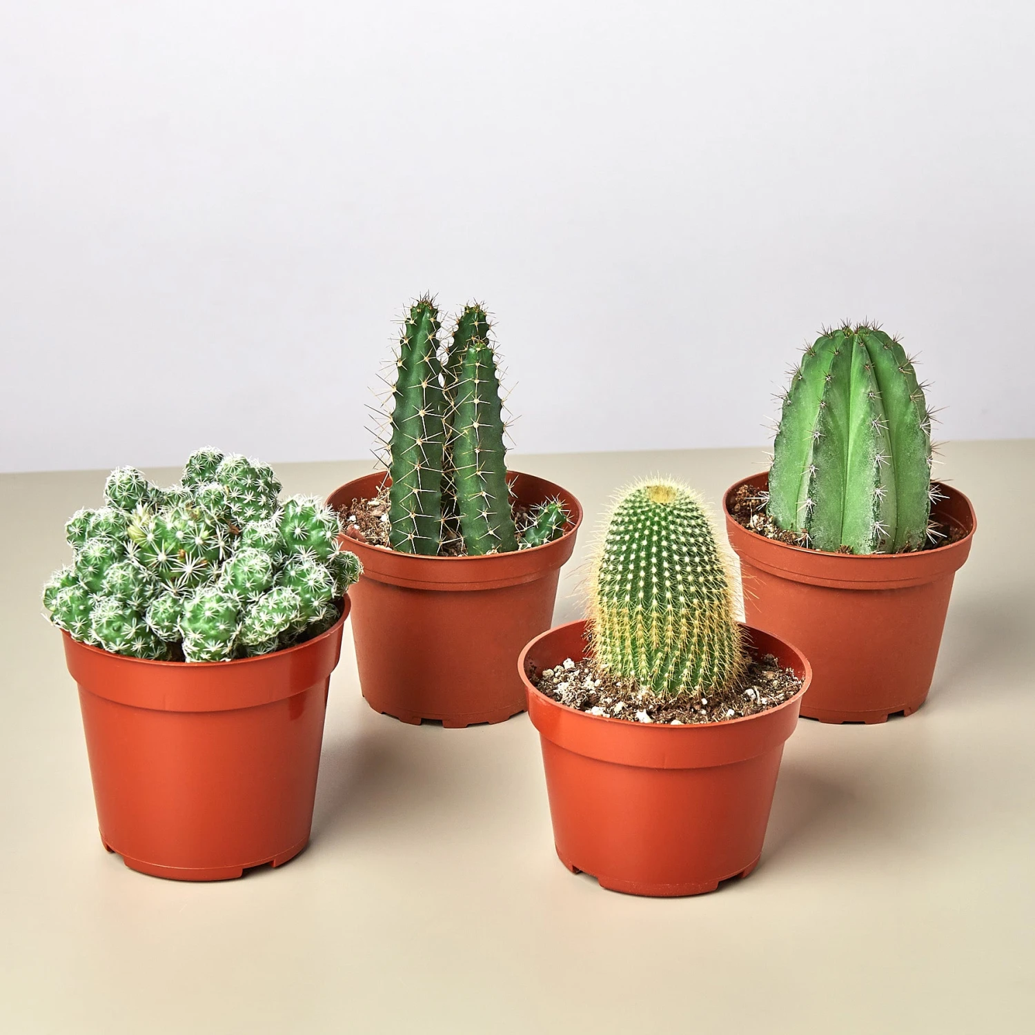 4 Cacti Variety Bundle - 4.0" Pots 1 4 Cacti Variety Bundle - 4.0" Pots