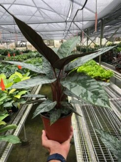 Apoballis 'Purple Sword' -House Plant Shop 54acb496 7f13 44e7 8f60 4cebd1ab01e7