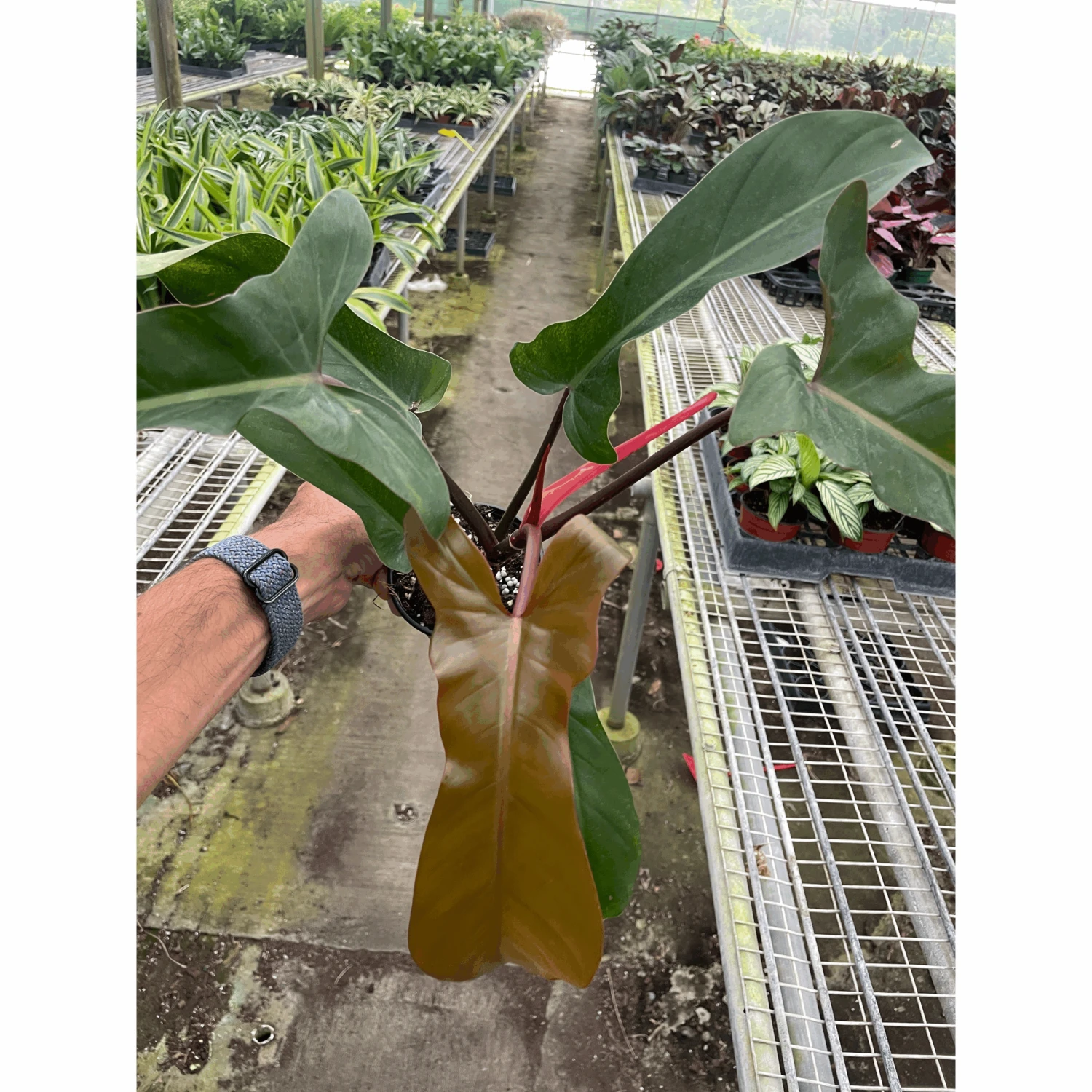 Philodendron 'Florida Bronze' 1 Philodendron 'Florida Bronze'