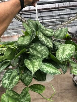 Pothos 'Silver Splash' -House Plant Shop 57f2ffb9 1d91 4f03 ac12 589b5f17dc5e