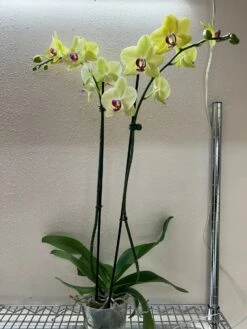 Orchid 'Yellow Phalaenopsis' -House Plant Shop 5 PHALAENOPSIS YELLOW DS TEMP 12.6.23