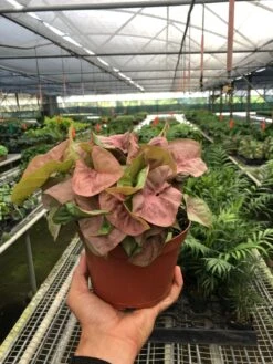 Syngonium 'Strawberry' -House Plant Shop 5b972594 b2ae 470c 87a7 9095279997c6