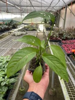 Monstera Adansonii 'Swiss Cheese' -House Plant Shop 5cd91725 c6b2 47eb 92ed ee6b7e00667f