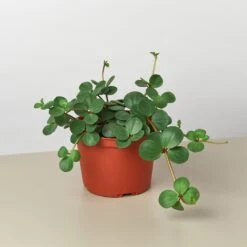 Peperomia 'Hope' -House Plant Shop 6 PEPEROMIA HOPE 1