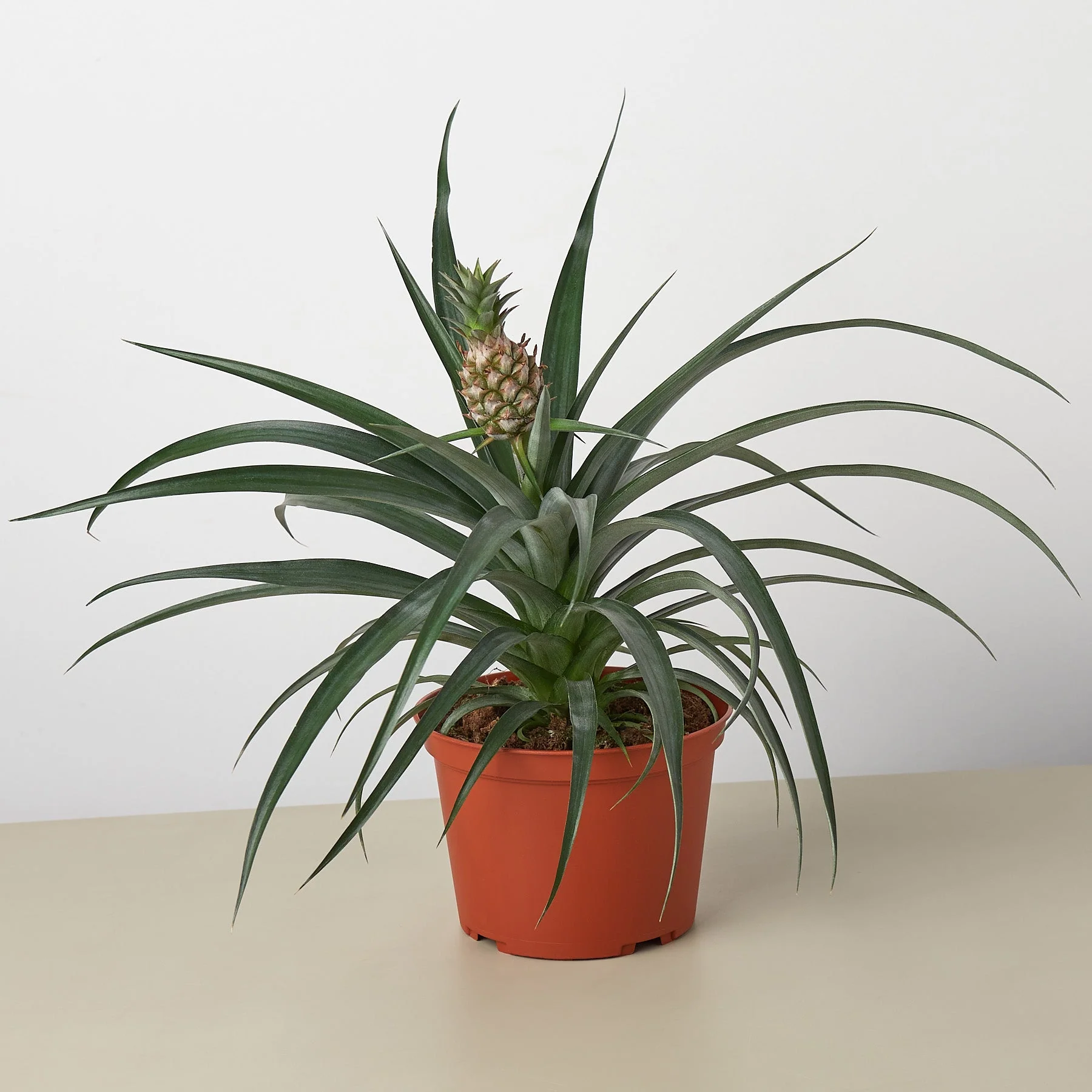 House Plant Shop -House Plant Shop 6 PINEAPPLE GREEN 1 1