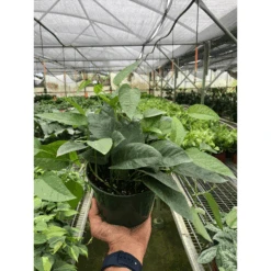 Pothos 'Cebu Blue' -House Plant Shop 619cfa94 0208 4d3d a11f ea5c4de00718