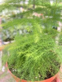 Fern 'Asparagus' -House Plant Shop 62111d5b ba4b 496c a0e6 0d96d967a7c2