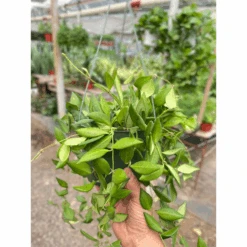 Hoya 'Burtoniae' -House Plant Shop 68fb251a 7500 4c31 b2e1 0a416e6dc27a