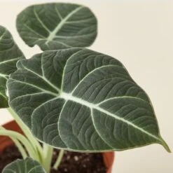 Alocasia Reginula 'Black Velvet' 8 Alocasia Reginula 'Black Velvet' -House Plant Shop 6 ALOCASIA BLACKVELVET 2