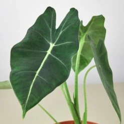 Alocasia Micholitziana 'Frydek' 10 Alocasia Micholitziana 'Frydek' -House Plant Shop 6 ALOCASIA FRYDEK 2