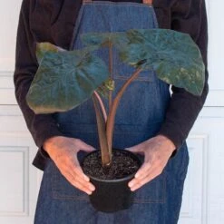 Alocasia 'Serendipity' 6 Alocasia 'Serendipity' -House Plant Shop 6 ALOCASIA SERENDIPITY 3
