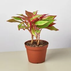 Chinese Evergreen 'Red Siam' -House Plant Shop 6 CH.EVERGREEN RED.SIAM 1