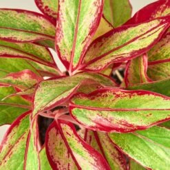 Chinese Evergreen 'Red Siam' -House Plant Shop 6 CH.EVERGREEN RED.SIAM 2