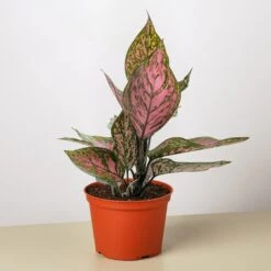 Chinese Evergreen 'Wishes' -House Plant Shop 6 CH.EVERGREEN WISHES