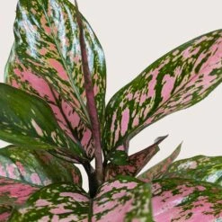 Chinese Evergreen 'Wishes' -House Plant Shop 6 CH.EVERGREEN WISHES 2