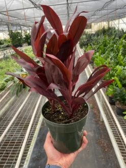 Cordyline 'Calypso Queen' -House Plant Shop 6 CORDYLINE.CALYPSO.QUEEN TEMP 2.29.24