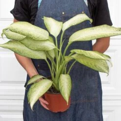 Dieffenbachia 'Camouflage' -House Plant Shop 6 DIEFFENBACHIA CAMOUFLAGE 3